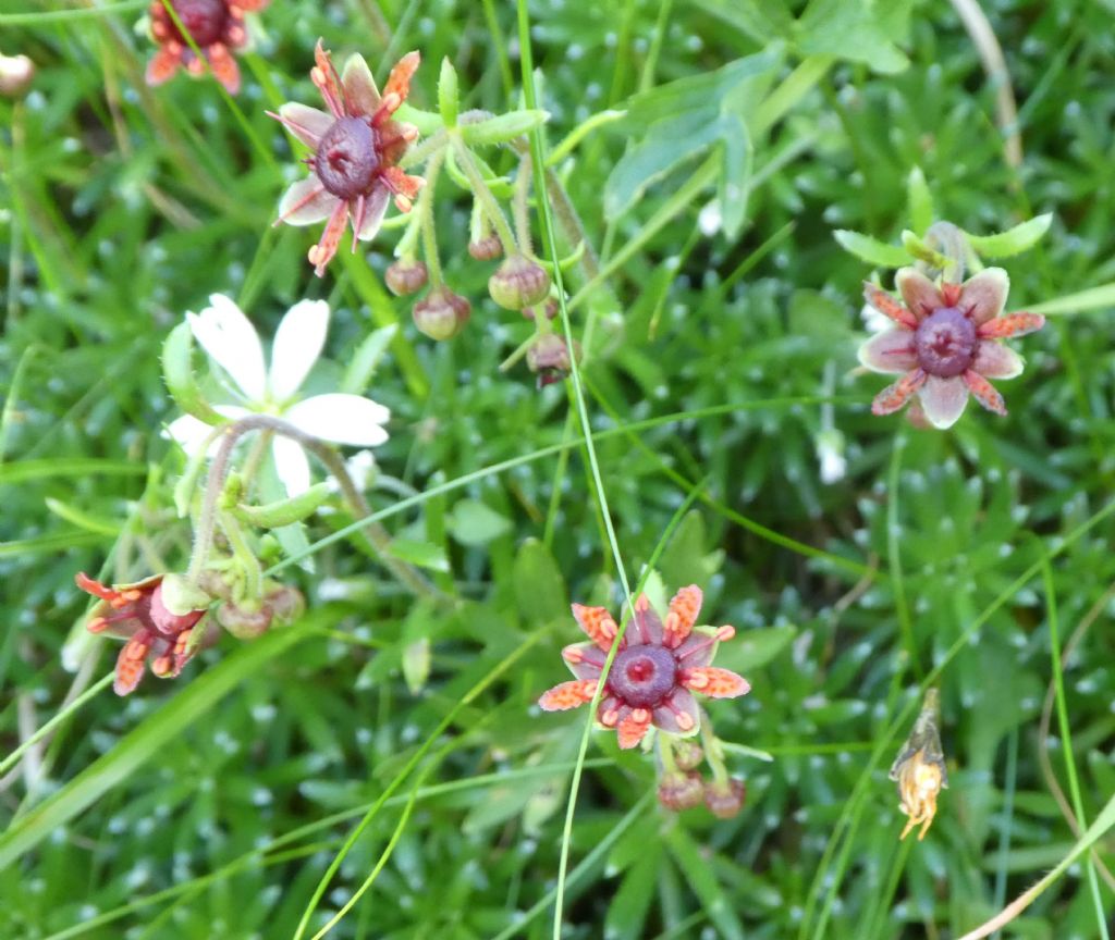 Saxifragaceae: Saxifraga aizoides